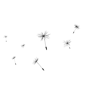 Dandelion PNG-12881